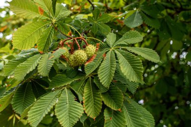 The genus Aesculus, with species called buckeye and horse chestnut, comprises 1319 species of flowering plants in the family Sapindaceae. They are trees and shrubs native to the temperate Northern Hemisphere, 