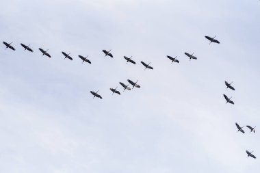 The common crane (Grus grus), also known as the Eurasian crane, is a bird of the family Gruidae, the cranes. A medium-sized species, it is the only crane commonly found in Europe besides the demoiselle crane (Grus virgo) and the Siberian crane (Leuco