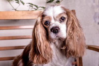 Adult blenheim cavalier king charles spaniel sits on the bench.