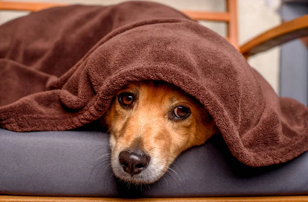 Mix Breed Dog Bench — Stock Fotó