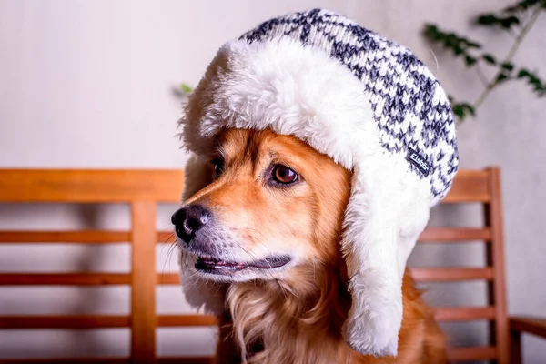 King Charles Spaniel Dog Wearing Warm Hat Sits Bench — Foto Stock