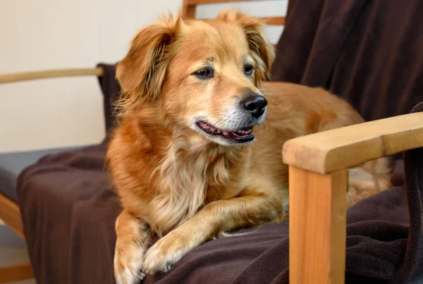 Mix Breed Dog Bench — Stock Fotó