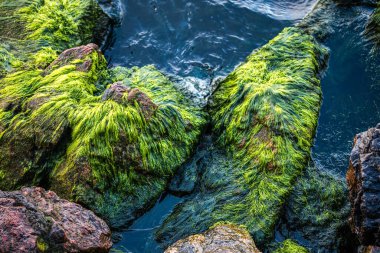 Deniz yosunlu kayalık plaj.