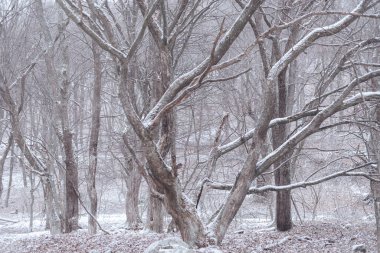 Manzara, ormanda kış. Karlı orman.