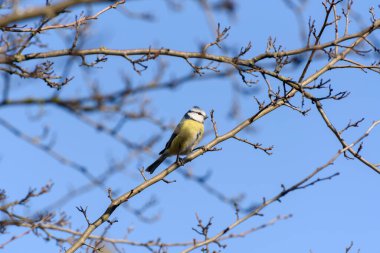 he Eurasian blue tit (Cyanistes caeruleus) is a small passerine bird in the tit family, Paridae. It is easily recognisable by its blue and yellow plumage and small size.