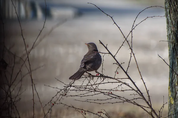 Samice Eurasion Kos Vědecký Název Turdus Merula Krmí Keře Ovoce — Stock fotografie