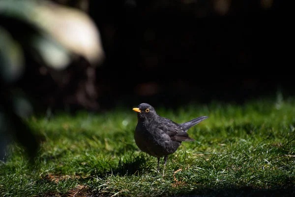 Blackbird Szuka Dżdżownic Trawie — Zdjęcie stockowe