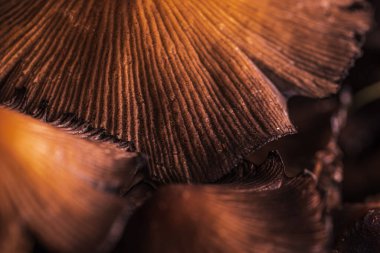 Mürekkep başlığı ya da Coprinellus micaceus mantarı. Genellikle yağmur mevsiminde bulunur. Coprinellus micaceus, kozmopolit dağılımı ile Psathyrellaceae familyasından yaygın bir mantar mantarıdır..