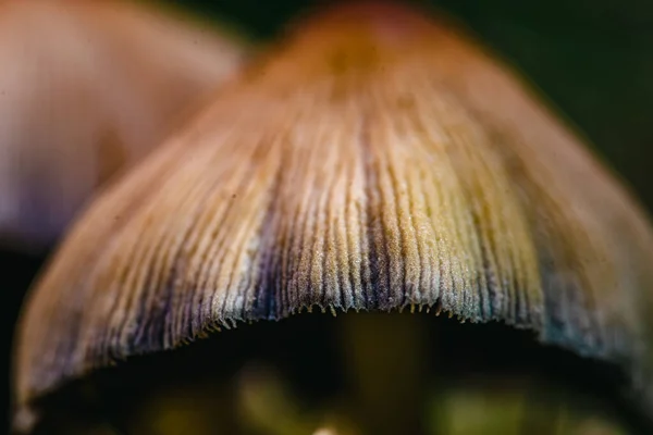 Tintasapka Vagy Coprinellus Micaceus Gomba Coprinellus Micaceus Psathyrellaceae Családba Tartozó — Stock Fotó