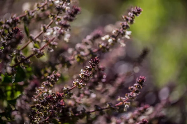 Spearmint, also known as garden mint, common mint, lamb mint and mackerel mint, is a species of mint, Mentha spicata, native to Europe and southern temperate Asia, extending from France in the west to southern China in the east.