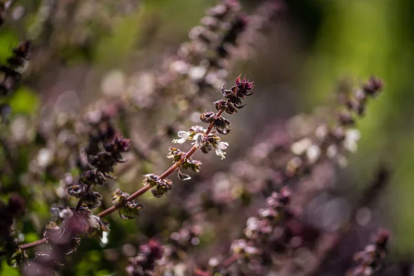 Spearmint, also known as garden mint, common mint, lamb mint and mackerel mint, is a species of mint, Mentha spicata, native to Europe and southern temperate Asia, extending from France in the west to southern China in the east.