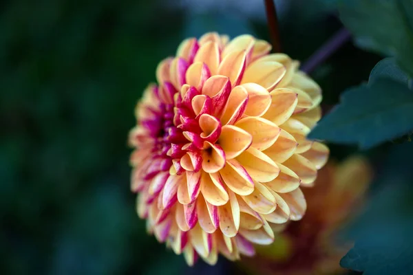 Beautiful dahlia flowers in the garden. Dahlia petals are red and yellow.. Multicolor flower. Wallpaper with a beautiful flower.