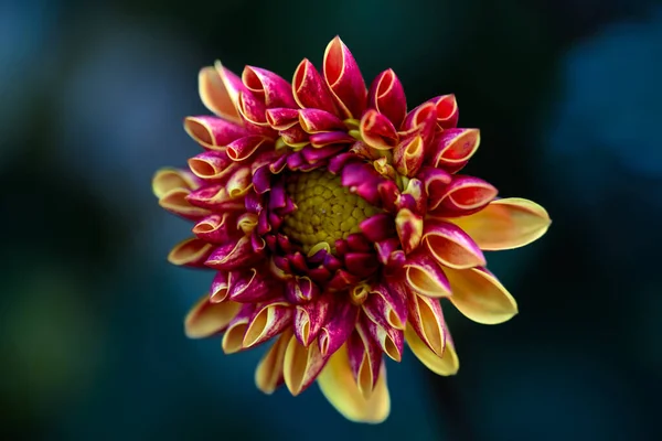 Beautiful dahlia flowers in the garden. Dahlia petals are red and yellow.. Multicolor flower.