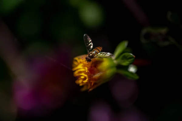 Krásná Květina Včela Zahradě Okvětní Lístky Dahlia Jsou Červené Žluté — Stock fotografie