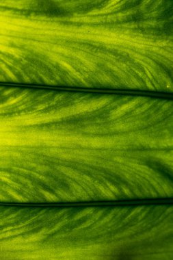 Doğanın arka planı. Yeşil yaprak dokusu..