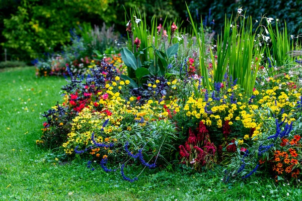 Colorful flowers in a backyard garden in autumn. Fall season. Decorative flowers outdoors.