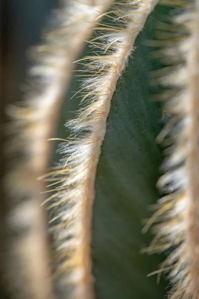 Macro needles on a cactus. background cactus surface. Close up cactus background.