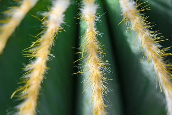 Igły Makro Kaktusach Powierzchnia Tła Kaktusa Zamknij Tło Kaktusa — Zdjęcie stockowe