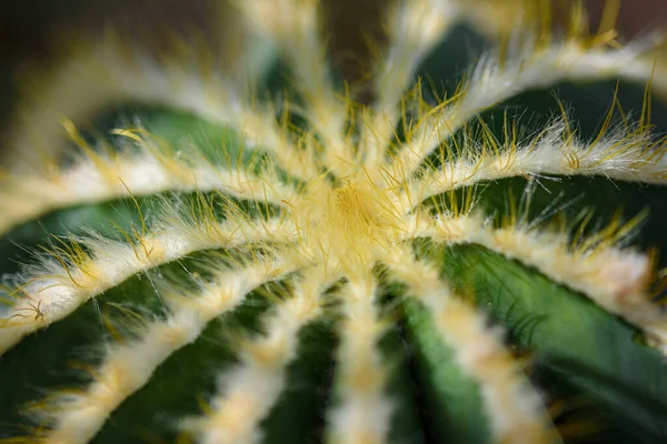 Makró Tűk Egy Kaktuszon Háttér Kaktusz Felület Közelkép Kaktusz Háttér — Stock Fotó