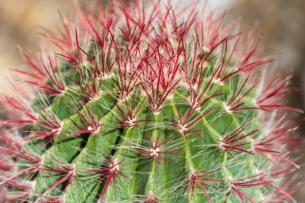 Piękne Okrągłe Kaktusy Czerwonymi Igłami — Zdjęcie stockowe