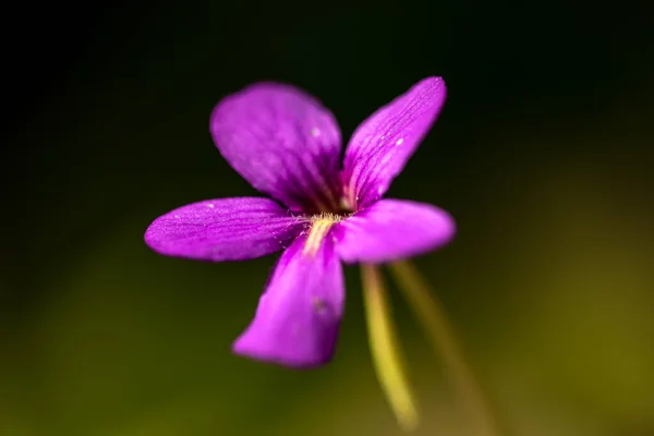 猪笼草 Pinguicula 俗称蝴蝶属 是一种食肉开花植物属 产于兰科植物中 — 图库照片