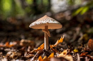 Orman mantarı. Ormandaki mantarlara yakından bak..