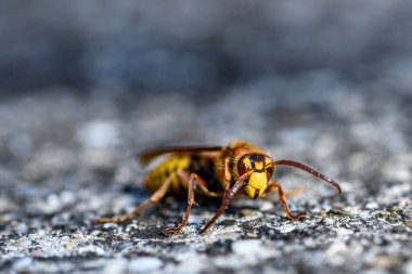 Bir Avrupa eşek arısına yaklaş, Vespa Crabro. Taşın üzerindeki eşek arısı.