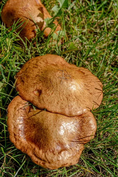 Champignons Forestiers Vue Gros Plan Sur Champignon Brun Dans Herbe — Photo