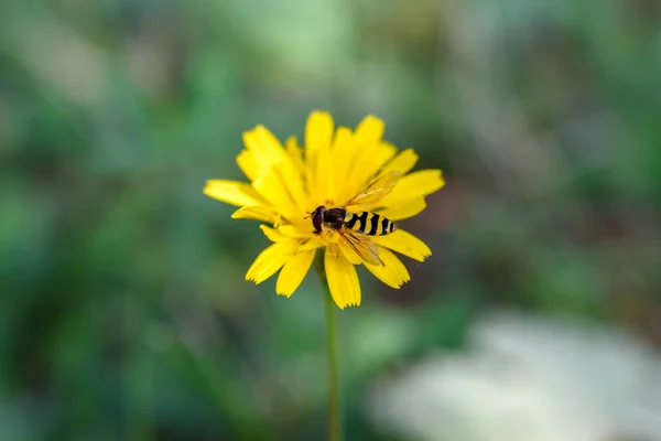 靠近一只欧洲大黄蜂 Vespa Crabro 黄花上的马蜂 — 图库照片