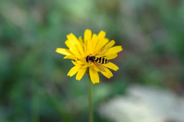 靠近一只欧洲大黄蜂 Vespa Crabro 黄花上的马蜂 — 图库照片