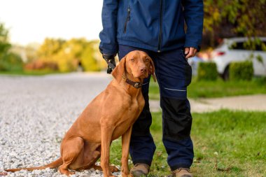 Vizsla, kısa kaplamalı, seçkin görünüşlü bir av köpeğidir. Macar ya da Macar Vizsla ya da Pürüzsüz saçlı Vizsla spor köpekleri ve sadık yoldaşlardır..