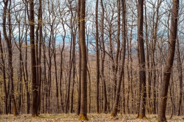 İlkbaharın başlarında ormandaki kel ağaçlar
