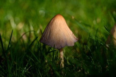 Çimenlerde sonbahar mantarları. Güneş çanı.