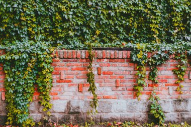 Yapraklı tuğla duvar dokusu. Eski kırsal kırmızı tuğla duvar arkaplanı.