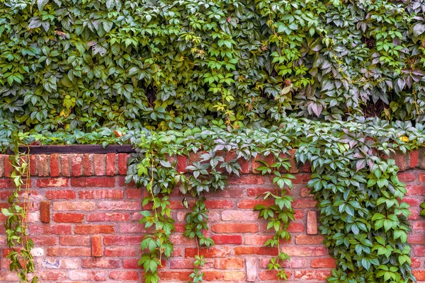 Stenen Muur Textuur Met Gebladerte Oude Rustieke Rode Blok Baksteen — Stockfoto