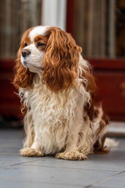 Blenheim süvari kralı Charles Spaniel. Köpek, köpek portresi..