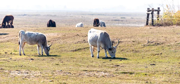 Коровы Мулы Пастбищах Ясным Небом — стоковое фото
