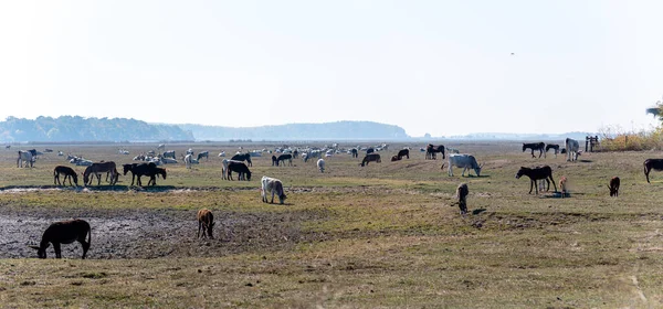 Коровы Мулы Пастбищах Ясным Небом — стоковое фото