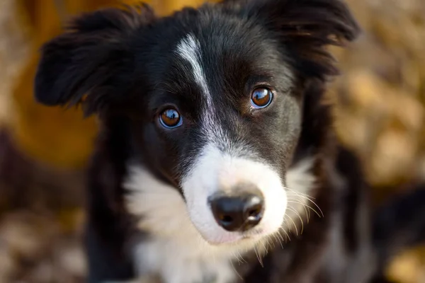 Ritratto Cane Collie Confine Giovane Razza — Foto Stock