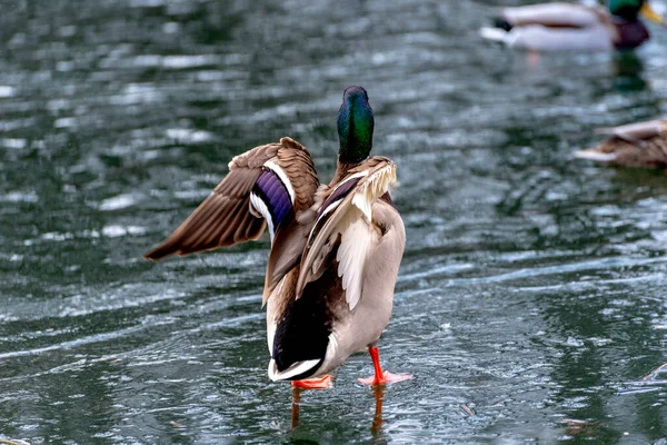 Manlig Gräsänder Som Går Isdamm — Stockfoto