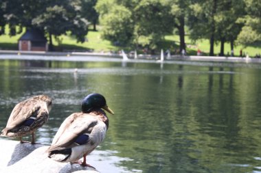 central Park'ta ördekler