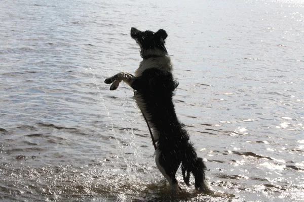 Göldeki köpek.