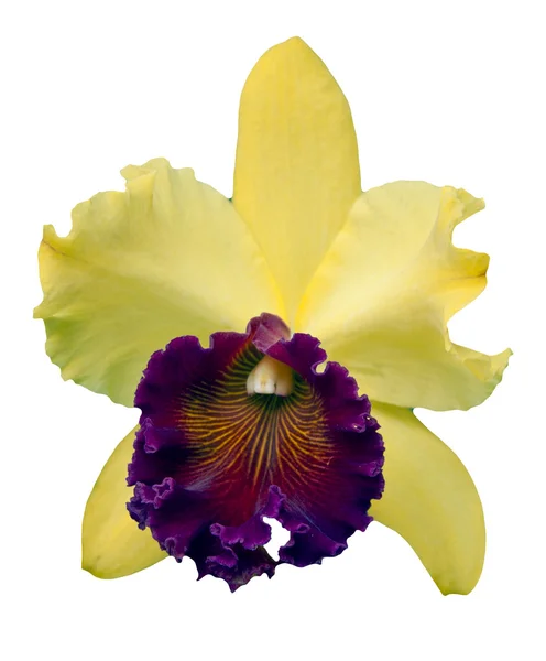 Sarı ve mor orkide beyaz zemin üzerine — Stok fotoğraf