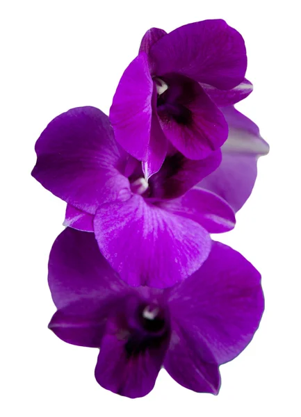 Izole mor orkide — Stok fotoğraf