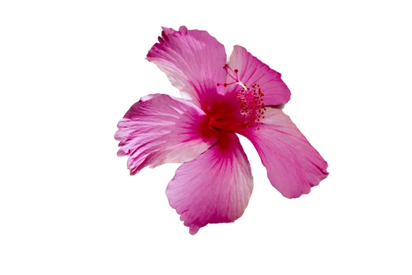 Beyaz zemin üzerine pembe hibiscus çiçek — Stok fotoğraf