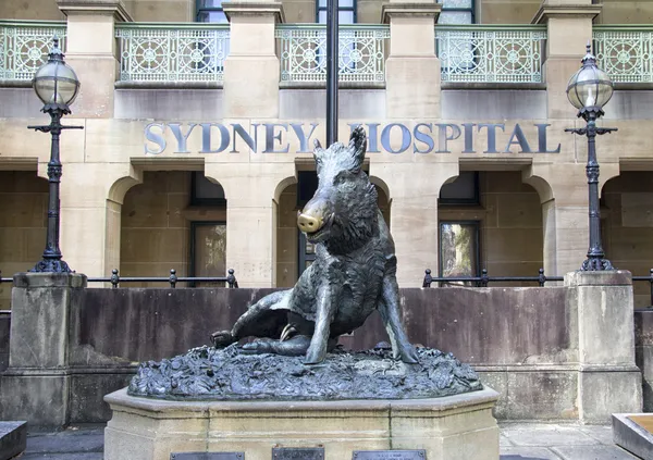 Wieprz statua poza Szpital sydney, sydney, australia — Zdjęcie stockowe