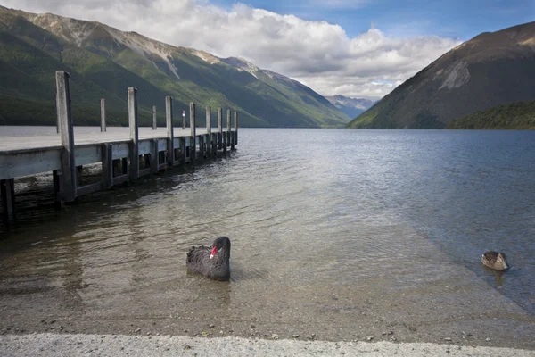 Czarny łabędź, Kaczka i molo na jezioro rotoiti, tasman, Nowa Zelandia — Zdjęcie stockowe
