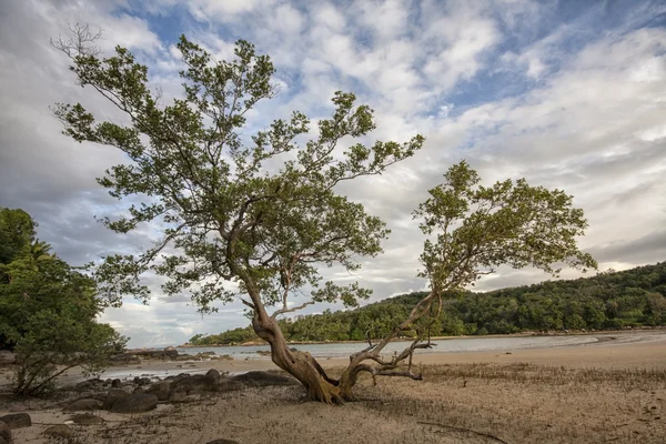 Mangrovové strom — Stock fotografie