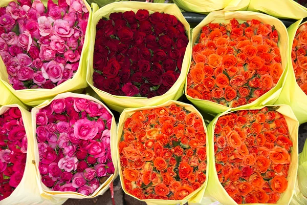 Roses — Stock Photo, Image