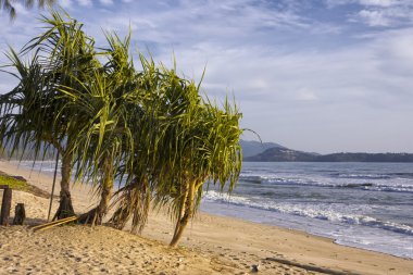 ağaçlar Pandanus